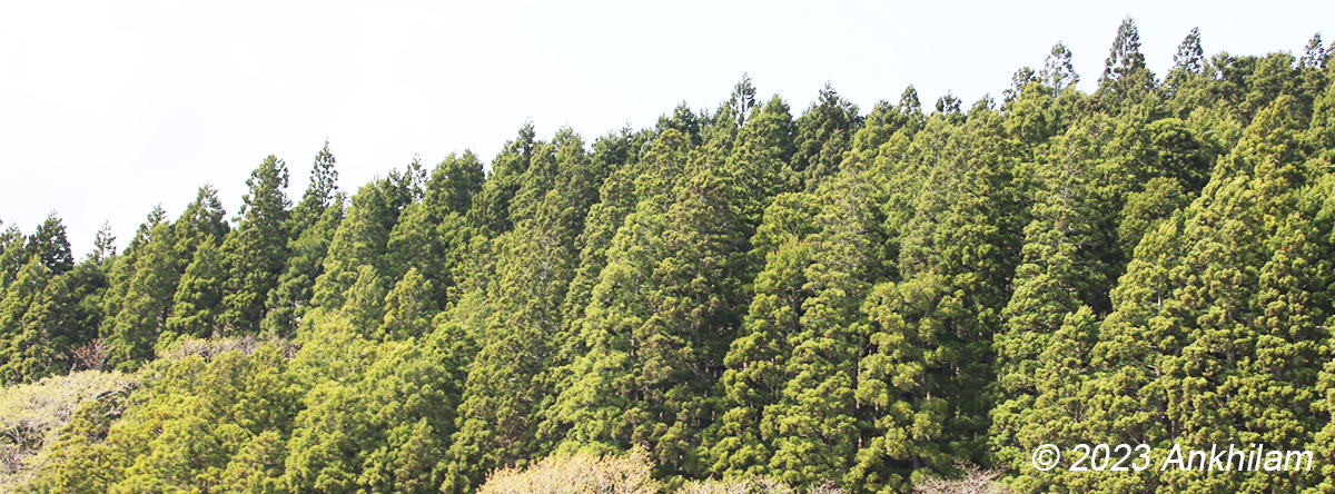 Aomori Hiba Forest